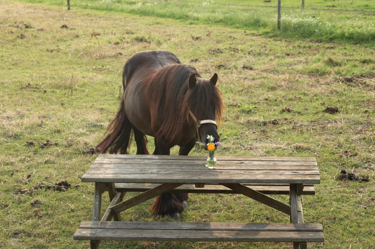 Готель Slapen Tussen De Paarden Essen Екстер'єр фото